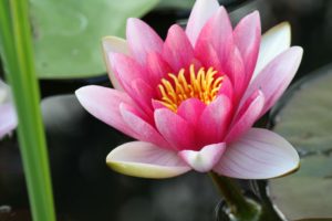 water-lily-264588_1920